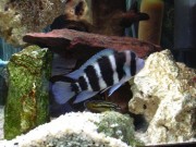 Cyphotilapia frontosa blue zaire moba Frontosa modrá Zaire Moba