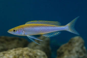 Cyprichromis leptosoma (Cyprichromis leptosóm)