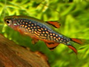 Danio margaritatus Danio galaxia