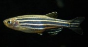 Danio rerio Danio zebré