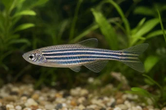 Danio rerio