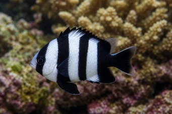 Dascyllus melanurus (Čierna dáma)