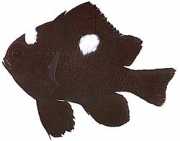 Dascyllus trimaculatus Tri škvrny