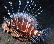 Dendrochirus zebra Trpaslík