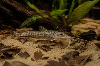 Dianema longibarbis Okenné sumce