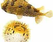 Diodon holocanthus Tŕň