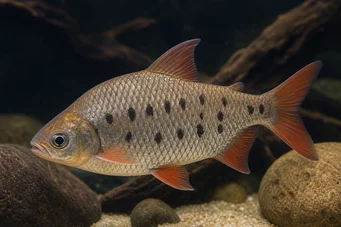 Distichodus decemmaculatus Trpaslík Distichodus