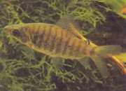 Distichodus fasciolatus Šedý pruhovaný okres