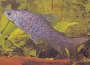 Distichodus notospilus Sklad