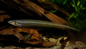 Eigenmannia virescens Sklenené nože ryby