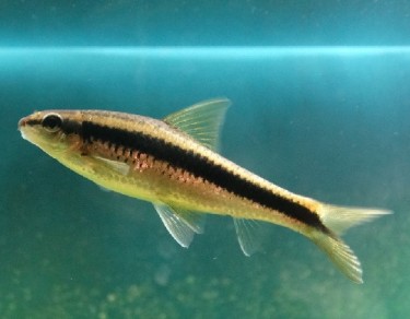 Epalzeorhynchus siamensi... Siamský volant Fox, Eat...