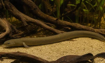 Erpetoichthys calabaricus