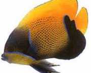 Euxiphipops navarchus Japonská udalosť