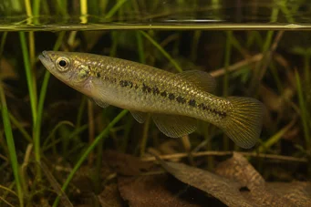 Fundulus chrysotus Killi so zlatými ušami