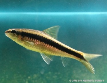 Garra cambodgiesis Pièrres lízať