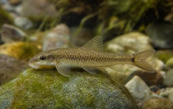 Garra cambodgiesis (Pièrres lízať)