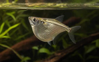Gasteropelecus sternicla (Striebro)