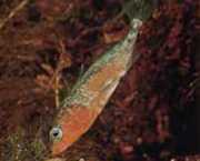 Gasterosteus aculeatus linne Slepka