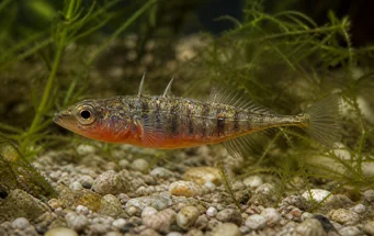 Gasterosteus aculeatus linne (Slepka)
