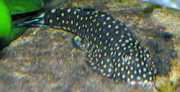 Gastromyzon punctulatus Prerušovaný lak