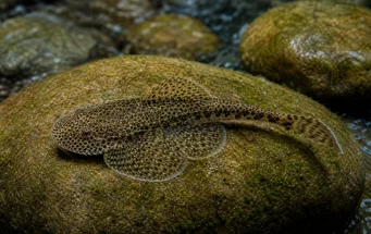 Gastromyzon punctulatus (Prerušovaný lak)