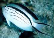 Genicanthus lamarck Lamarck Angel Fish