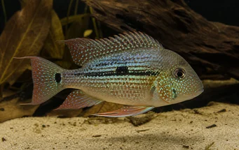 Geophagus daemon (Geophagus démon)