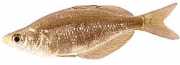 Glossolepis incisus Nová Guinea Dúhová ry...