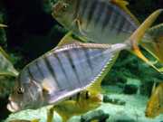 Gnathanodon speciosus Výhrada