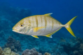 Gnathanodon speciosus Výhrada
