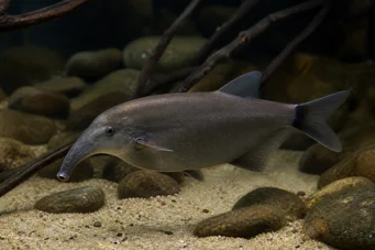 Gnathonemus elephas Trikolor