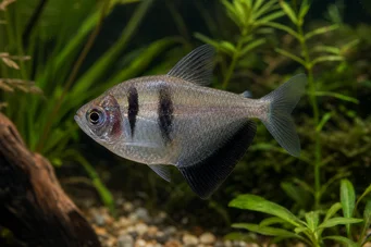 Gymnocorymbus ternetzi (Čierna vdova)