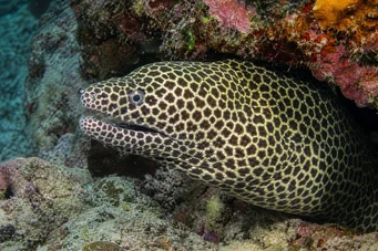 Gymnothorax favagineus Leopard