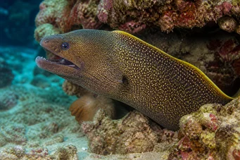 Gymnothorax flavimarginatus Žltá hrana