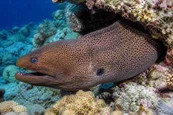 Gymnothorax javanicus Obrie múr