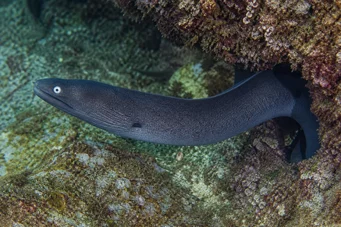 Gymnothorax monochrous Šedá stena