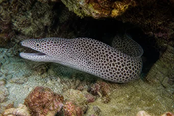 Gymnothorax rueppelliae Žltá čelo postele