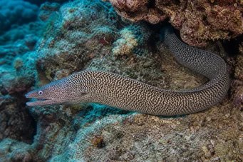 Gymnothorax undulatus Zvlnená stena