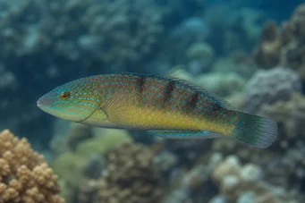 Halichoeres sp (Halichaeres SP)