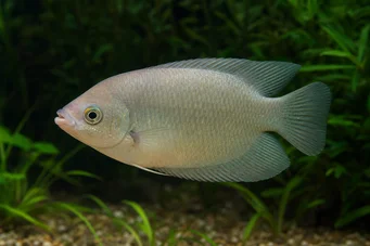 Helostoma temmincki Bozkávanie - gourami cumbership