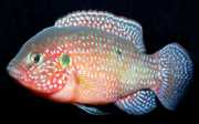 Hemichromis lifalili Červená acara