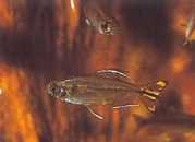 Hemigrammopetersius caud... Kongo tetra so žltou fa...