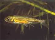 Hemigrammopetersius tang... Tanga African Tetra-Néo...