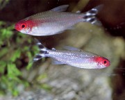 Hemigrammus bleheri Červená ústa tetra