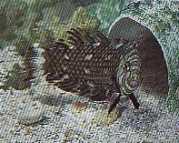 Hemipteronotus taeniouru... Maskovaný labre