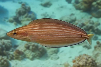 Hemipteronotus taeniourus Maskovaný labre