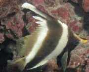Heniochus varius Predné ryby