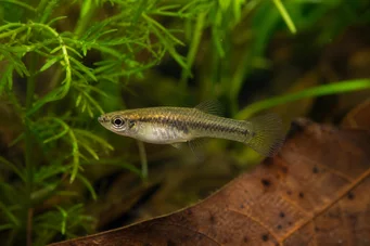 Heterandria formosa Rýb komár