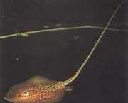 Himantura oxyrhynchus Indo-austrálska bodová...