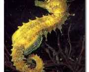 Hippocampus guttulatus Stredomorský hippocampu...